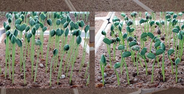 Teste de vigor em sementes