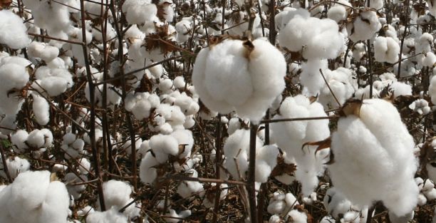 Algodão